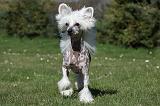 CHIEN NU CHINOIS 075